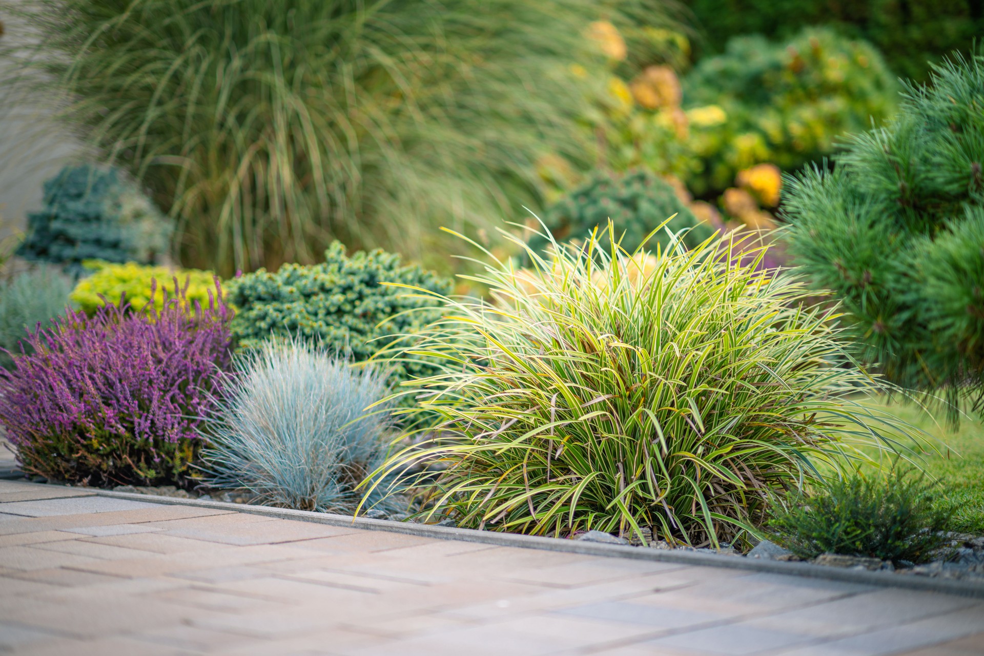 Vibrant Garden Landscape Featuring Diverse Plants in Various Colors During Late Afternoon Light in a Residential Area