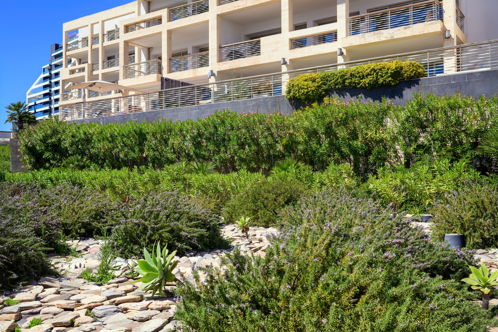 Succulents and Shrubs in Garden with Modern Building Background
