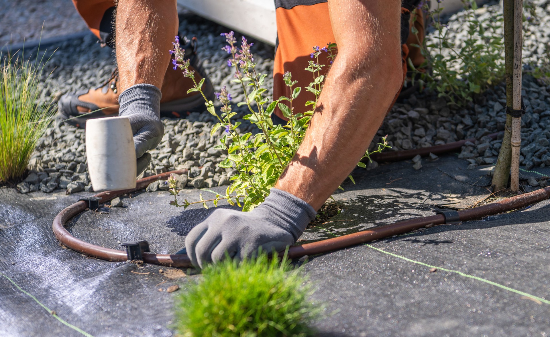 Worker Installing Irrigation System for Plants in a Landscaped Garden on a Sunny Day